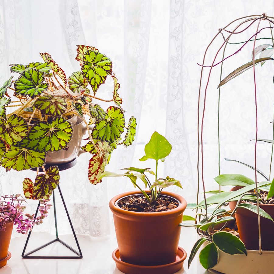 4 Emotional Support Plants That Truly Boost My Mental Health | Gardening  Know How
