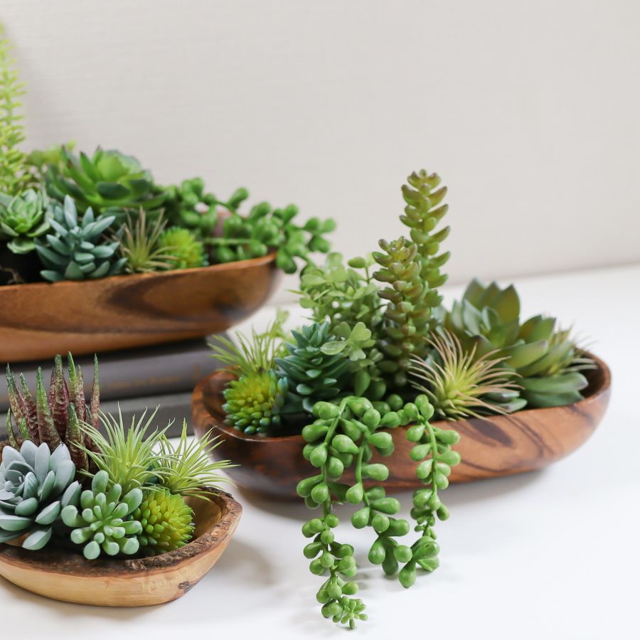 Best fast-growing succulents: 5 varieties with expert tips | Homes and  Gardens