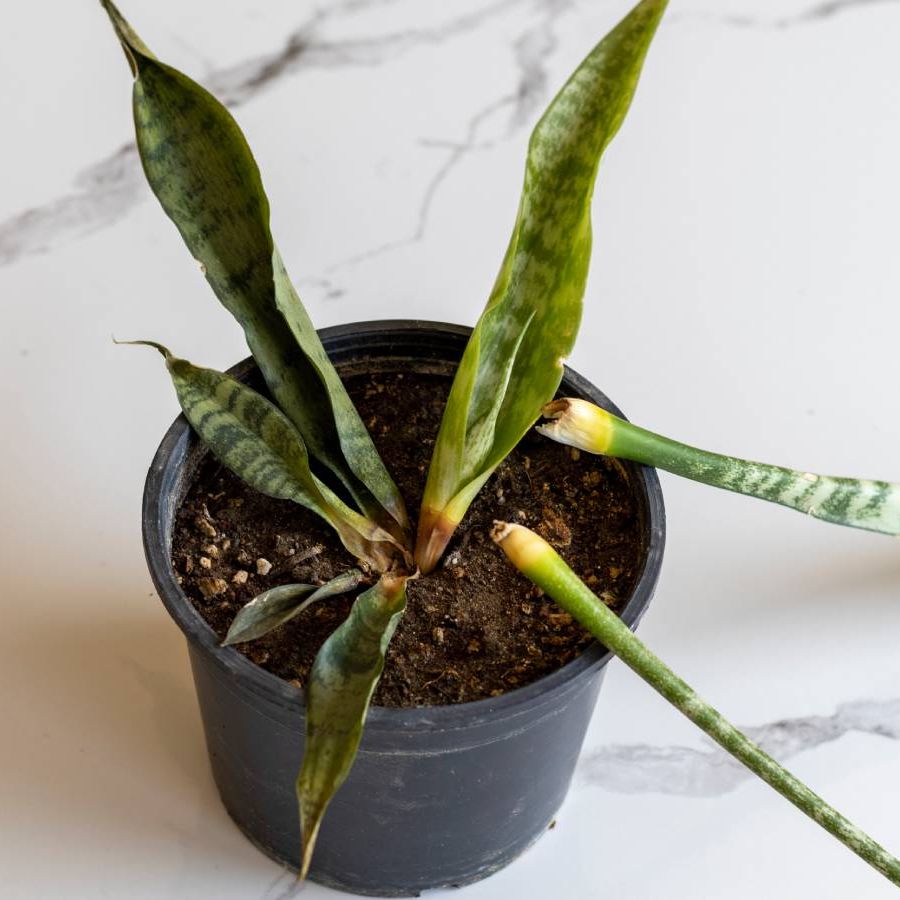 Signs Of An Overwatered Snake Plant  And How To Save It | Gardening Know  How