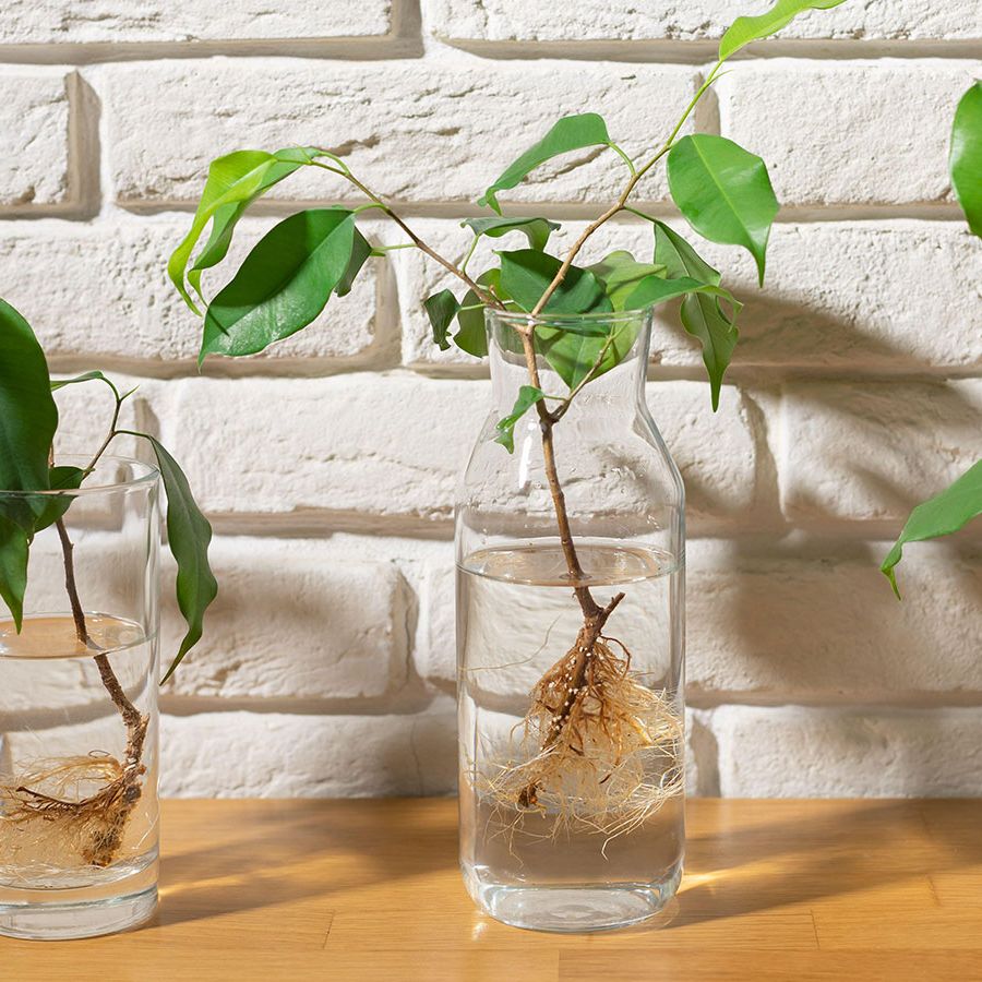 Water propagation mistakes: 6 common errors to avoid | Homes and Gardens