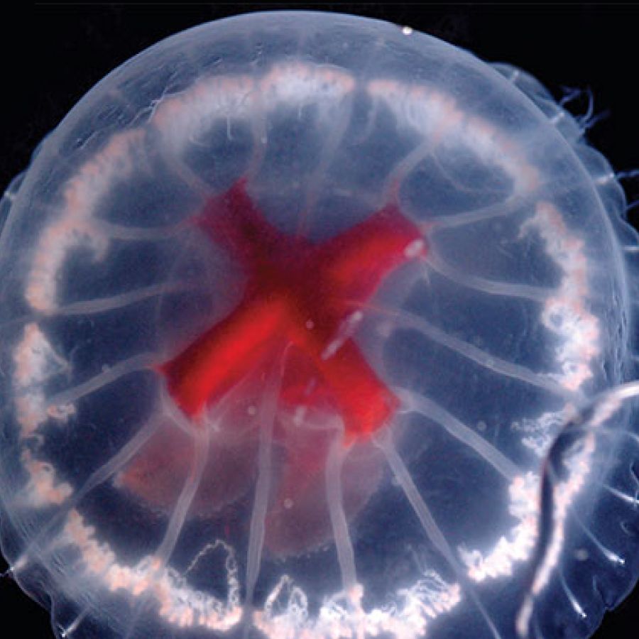 Bizarre jellyfish with bright red cross for a stomach discovered