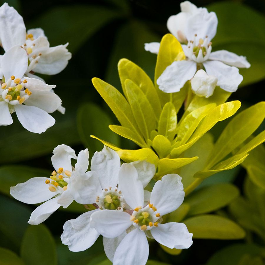creeper climber plants Honolulu Creeper Antigonon leptopus Flowering Climber Plant main image 1