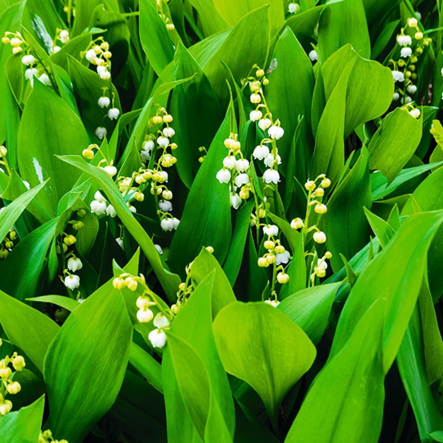 再値下げシュタイフ　Lily of the Valley L3xPZq4UQURaabMgesc5uK.jpg