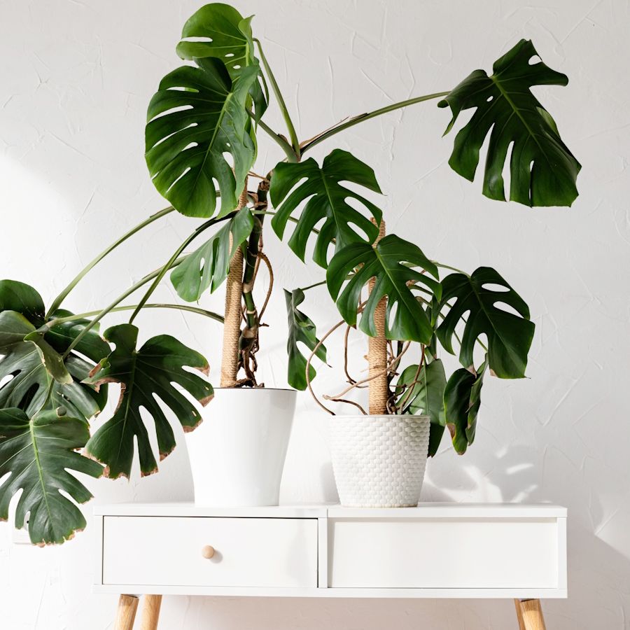 How to train an overgrown monstera: 5 easy steps | Homes and Gardens