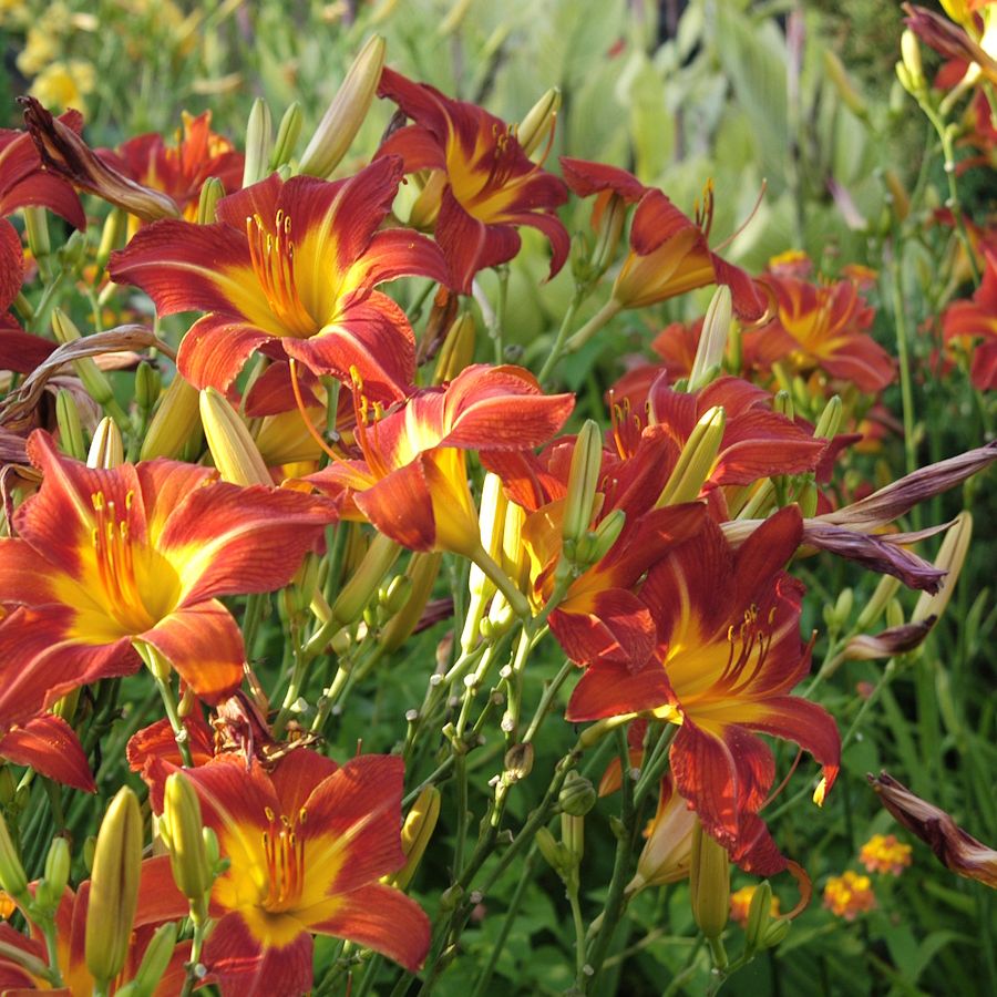 Brooke monk ero me The album about Brooke Monk Collection