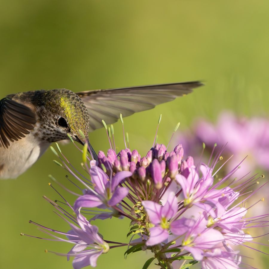 What Kind of Flowers Do Humming Birds Feed off of: A Vibrant Guide