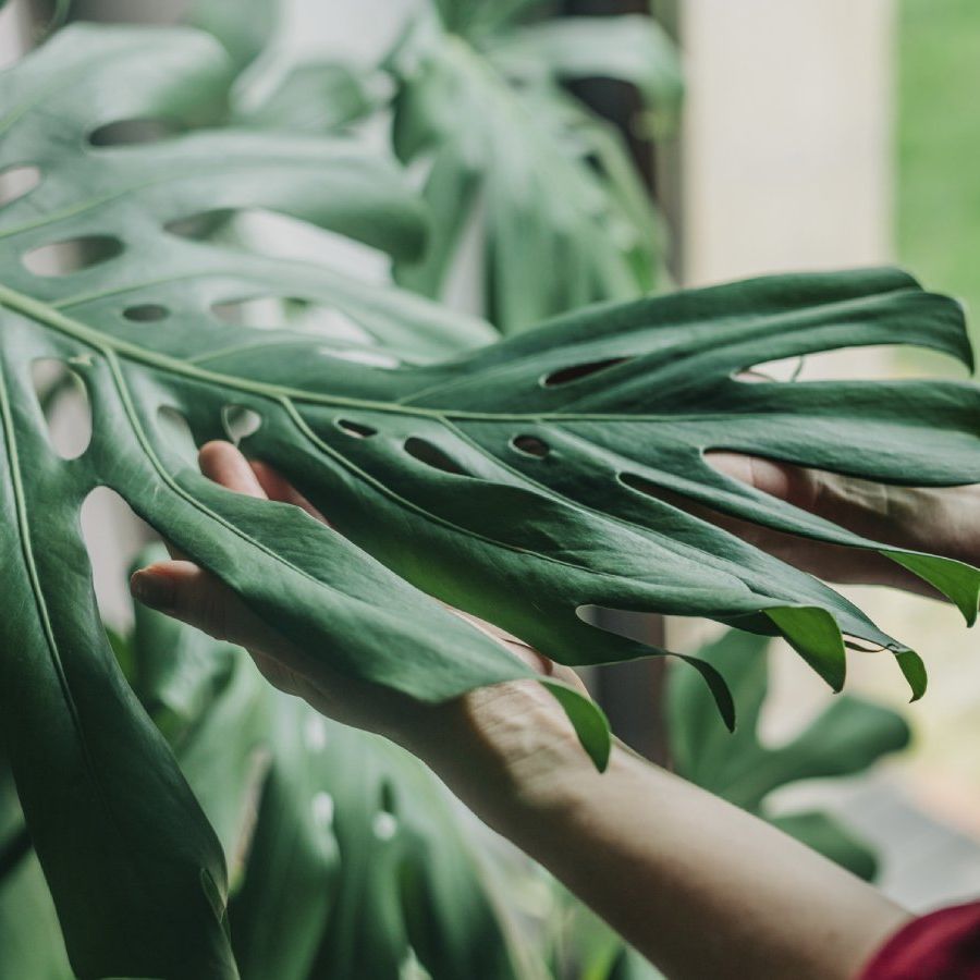 Monstera Leaves Not Splitting? This Might Be Why | Gardening Know How