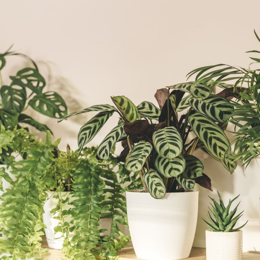 Why are the leaves on my calathea curling? Expert tips | Homes and Gardens