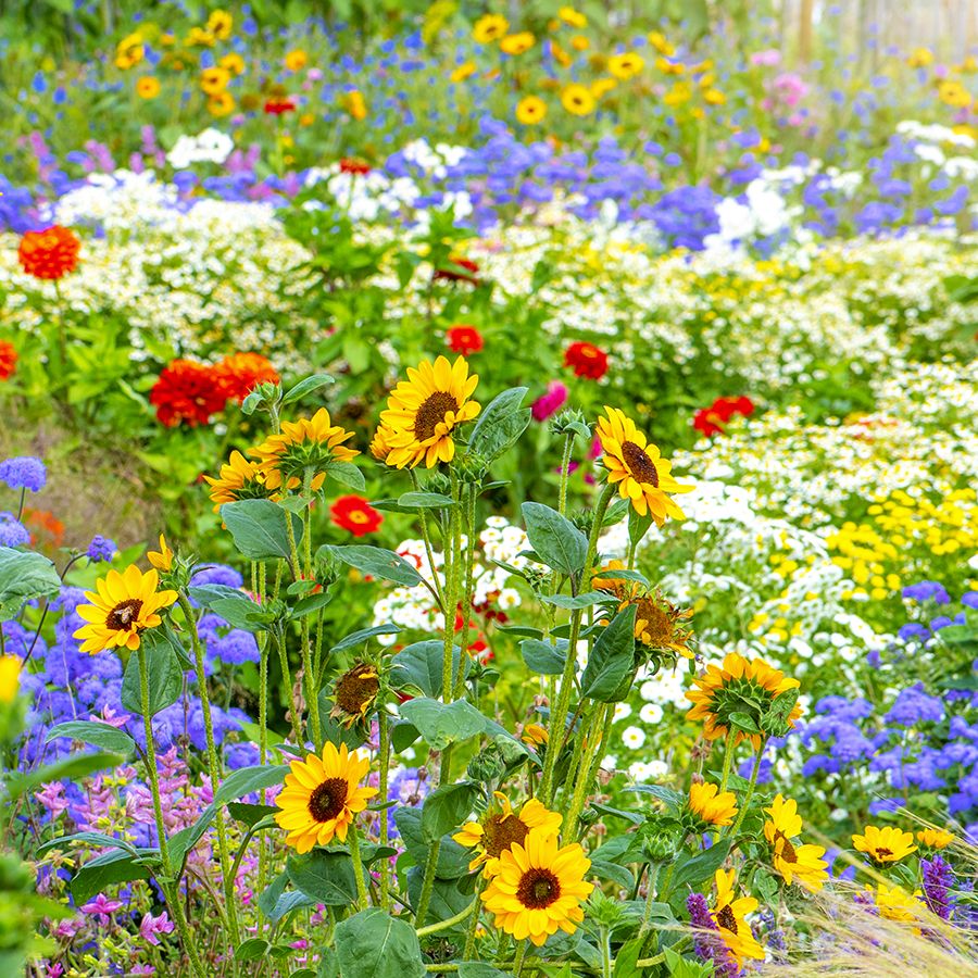 10 Flower Seeds To Sow In April For Endless Summer Blooms | Gardening Know  How