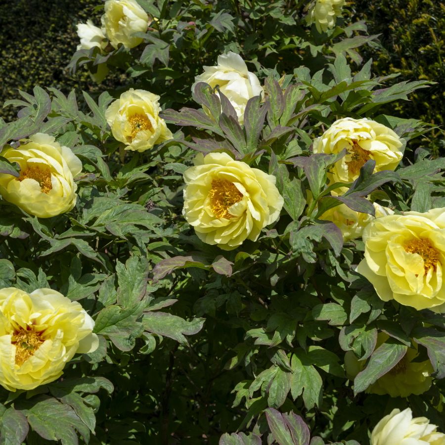 protea cynaroides plant Protea cynaroides 'Mini King'