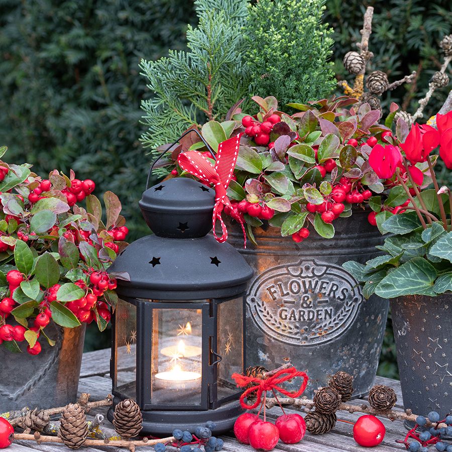 DIY Holiday Porch Pot Ideas: 12 Plants For A Magical Display | Gardening  Know How, image size:900x900