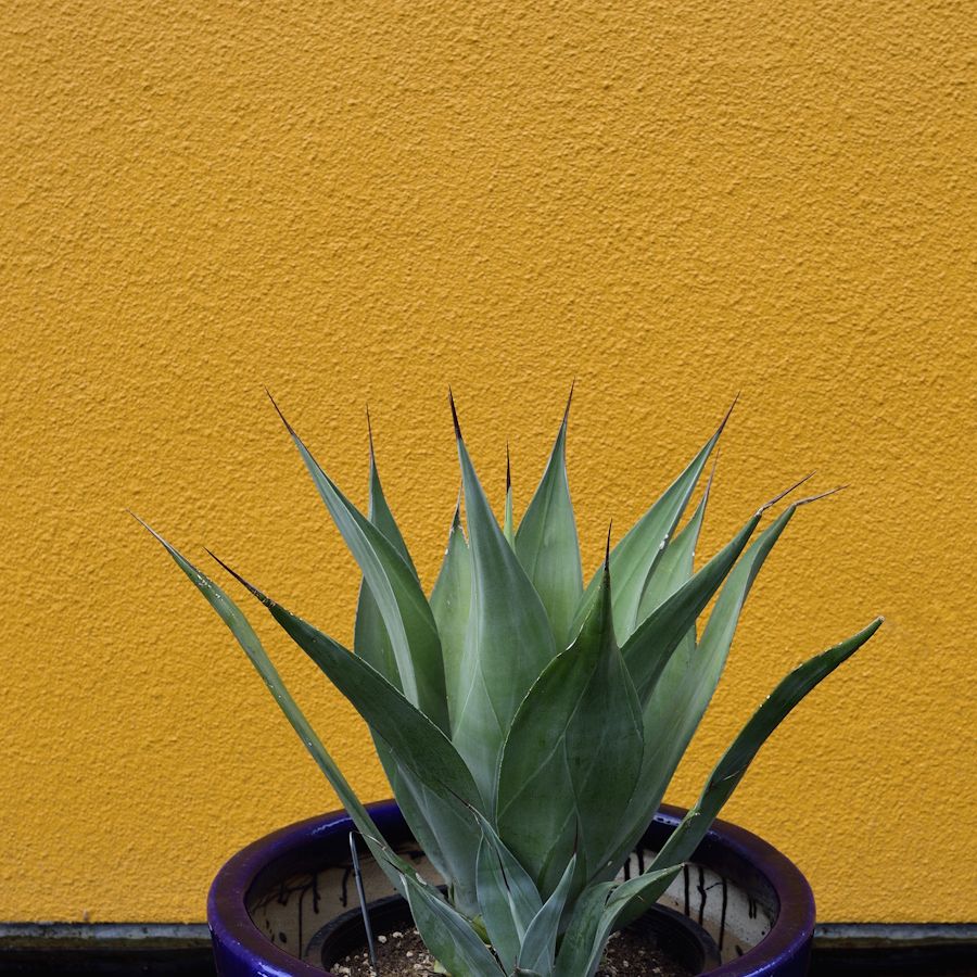 Why is my aloe plant turning yellow? 3 common causes | Homes and Gardens