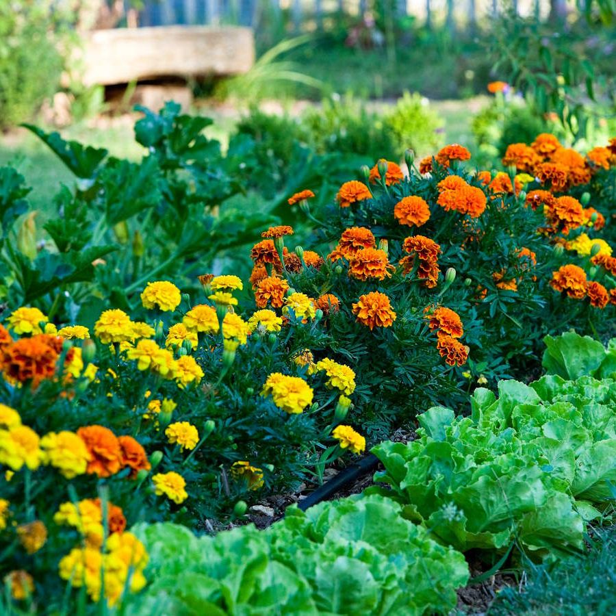 marigold-flower-bed-borders