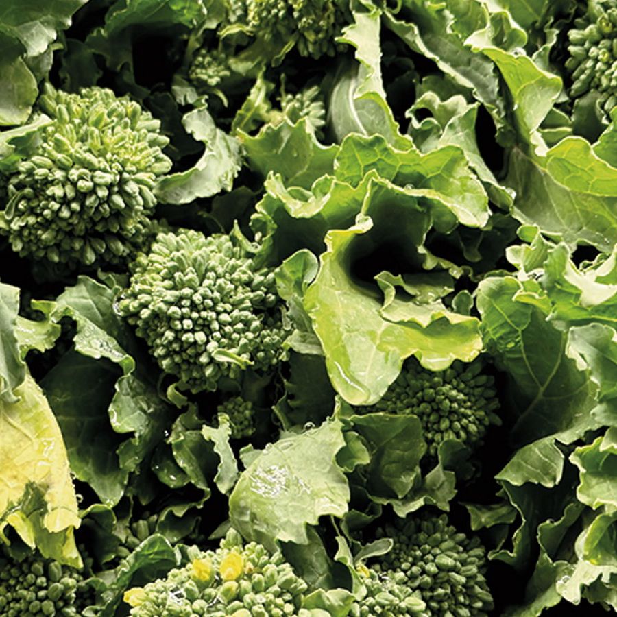 Cultivo De Brócoli Rabe Deaflora Broccoli Zamboni Raab
