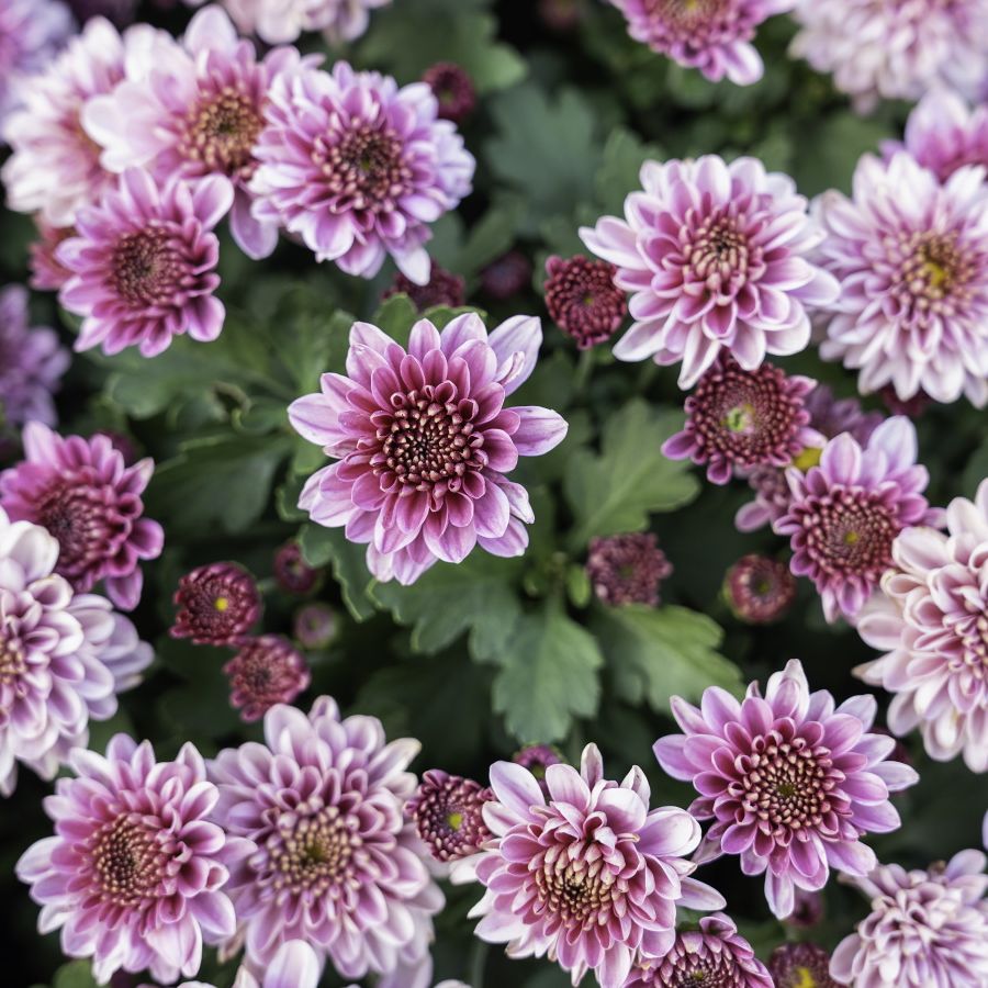 How long do chrysanthemums last? Experts reveal all | Homes and Gardens