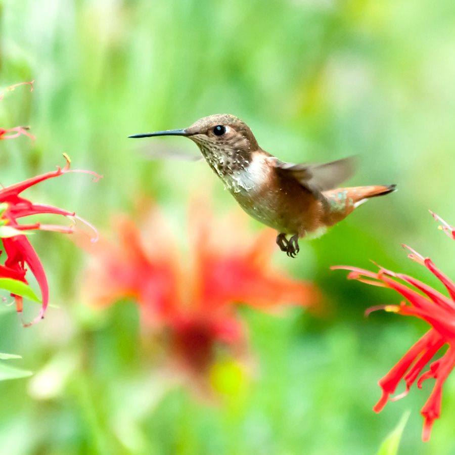 How to Attract Migrating Birds: Proven Tips for a Bird-Friendly Yard