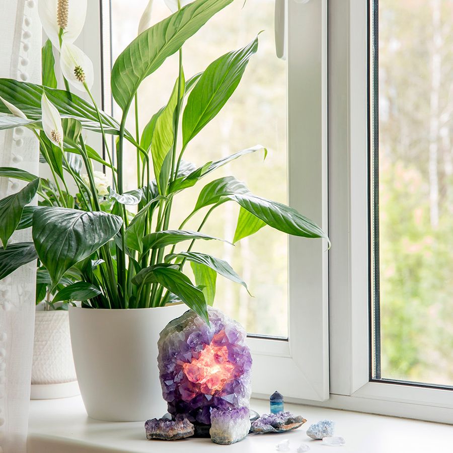 9 reasons why every home needs a peace lily, according to experts | Tom's  Guide
