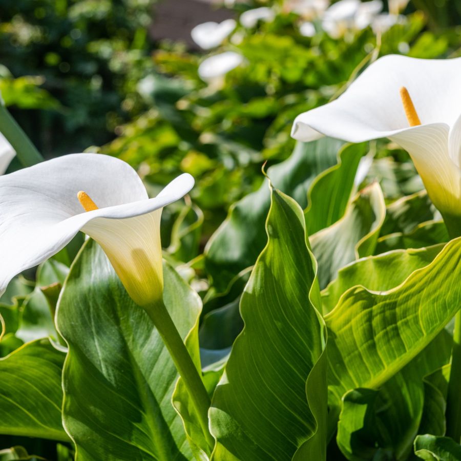 planting calla lilies in pots Calla Lily | Amazing Colorful Lilies For Indoors Or Outdoors