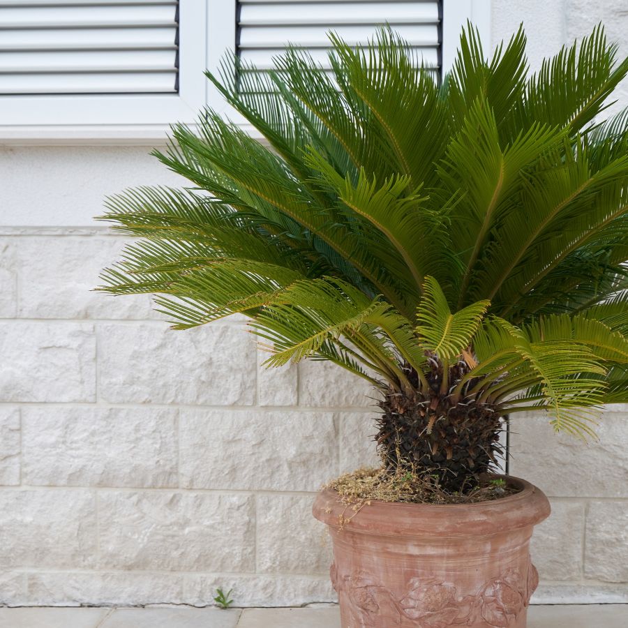 fiddle leaf fig Buy Ficus Bambino Tree Form Multi