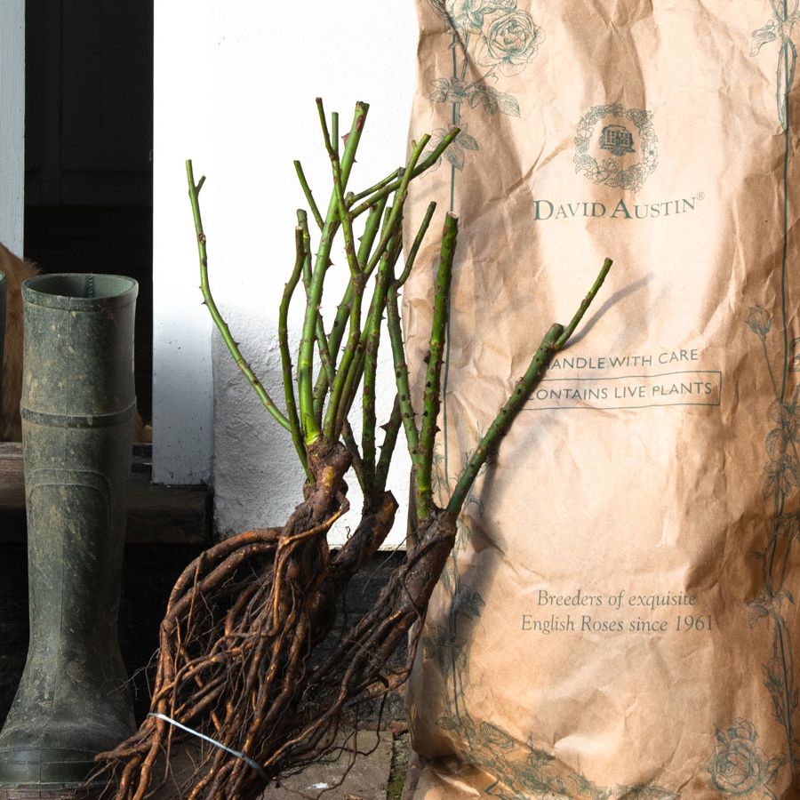 black roses to plant Black Tinted Roses Black / 50 cm / 20" / 50 Stems
