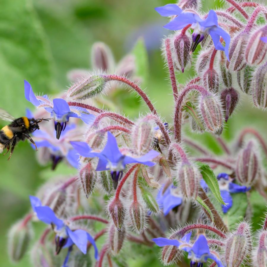How to grow borage, a no-fuss beautifully blue annual herb | Homes and  Gardens