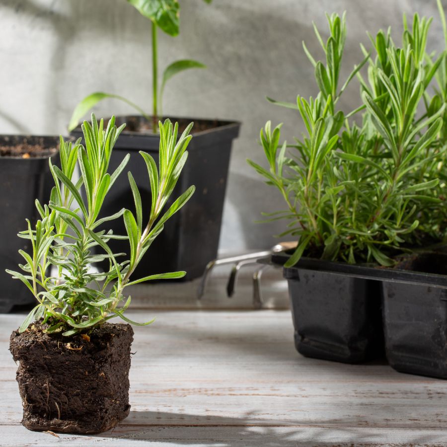 How To Propagate Lavender: A Complete Step-By-Step Guide | Gardening Know  How
