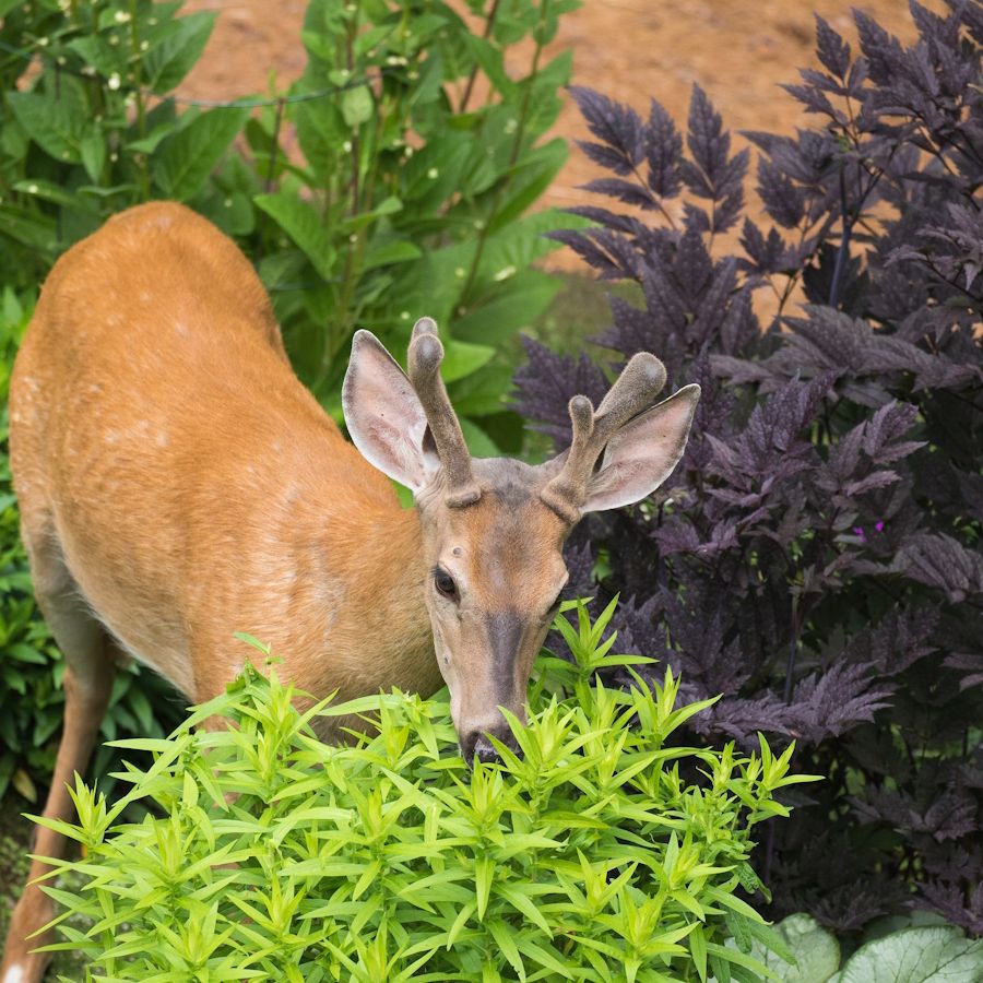 Deer resistant plants: 20 shrubs and flowers that deer hate