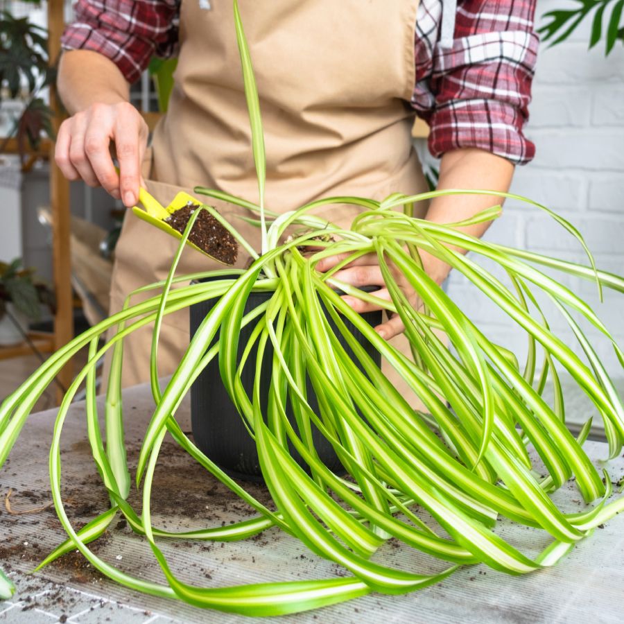 Best Spider Plant Soil: Complete Soil Guide And Expert Tips | Gardening  Know How