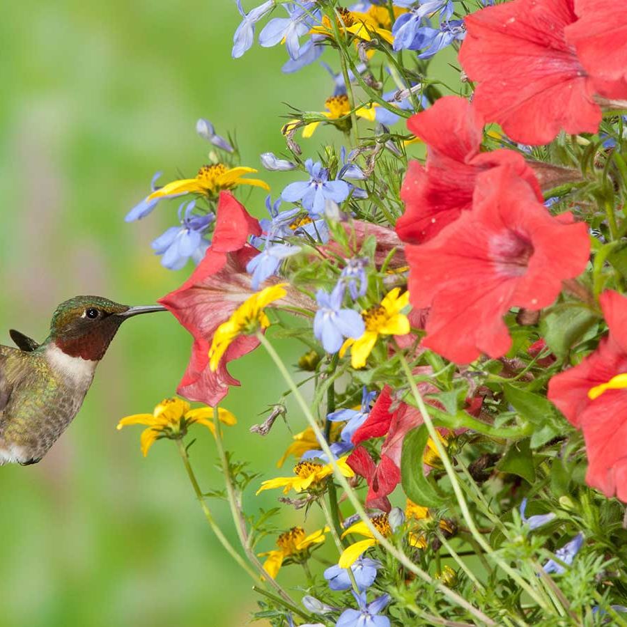 How to create a hanging basket for hummingbirds: expert tips | Homes and  Gardens
