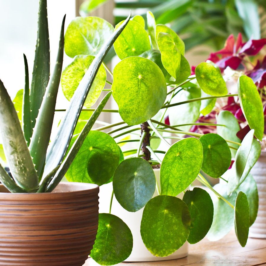 indoor plant fertiliser GardenPRO Indoor Plant Food with Kelp (2-1-3)