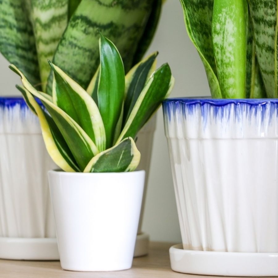 dünger für thuja Koniferen Dünger von Flora Boost | 200L Ergiebigkeit