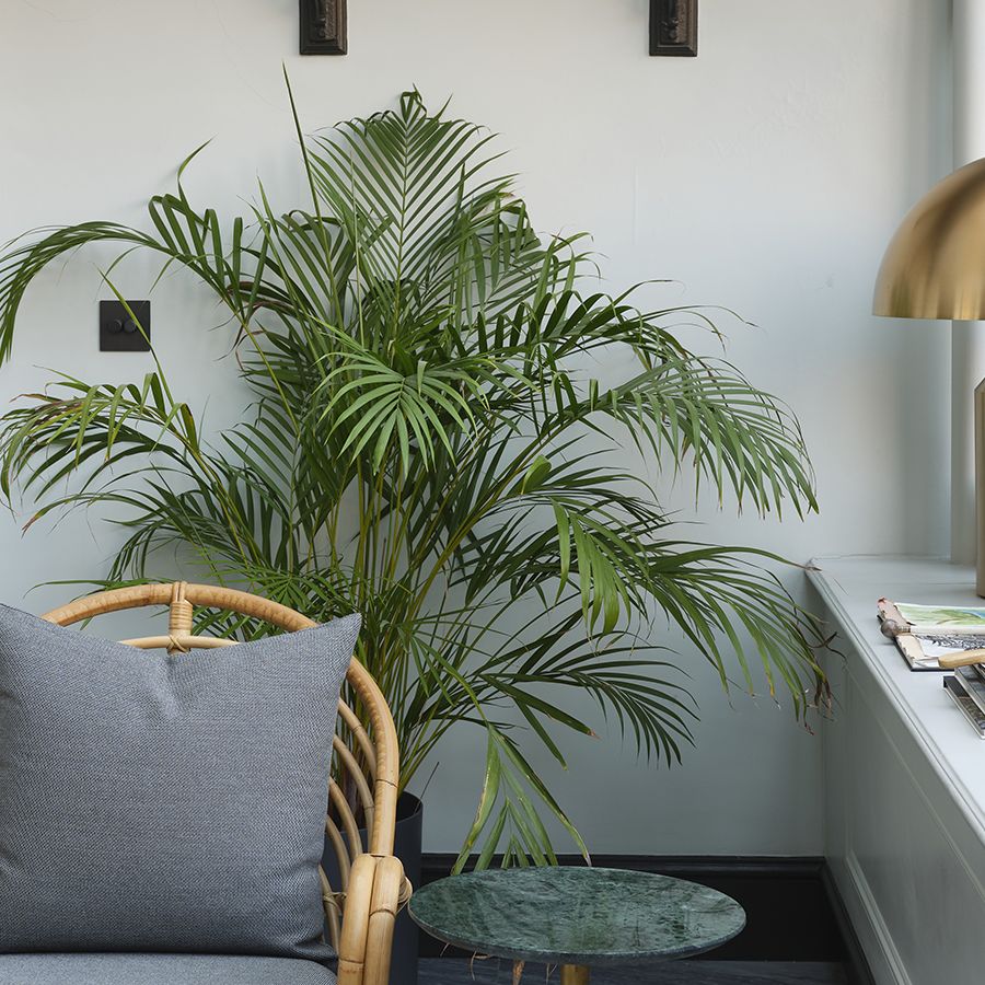 How to care for a kentia palm: tips from an expert | Homes and Gardens