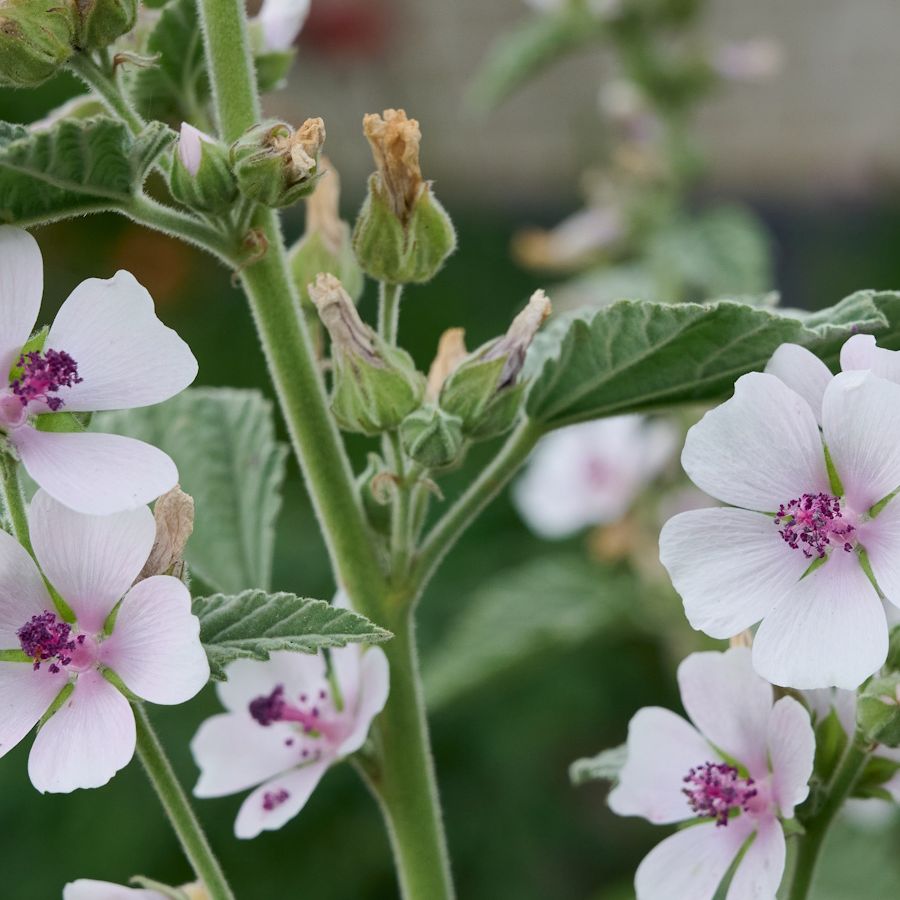 Marsh mallow plant in garden