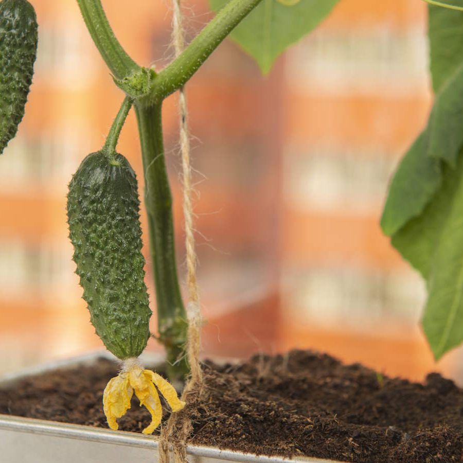 How to grow cucumbers in pots for harvests in small spaces | Homes and  Gardens