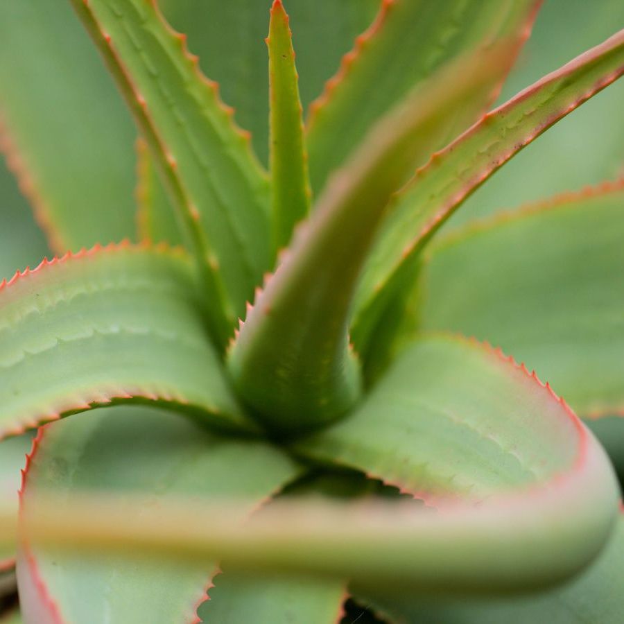 cat palm indoor or outdoor Cat Palm | Palm Trees for Sale