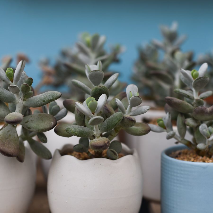 How to water a jade plant: expert methods | Homes and Gardens