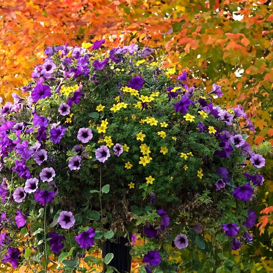 Fall Hanging Baskets  7 Great Plants and Plant Combos | Gardening Know How