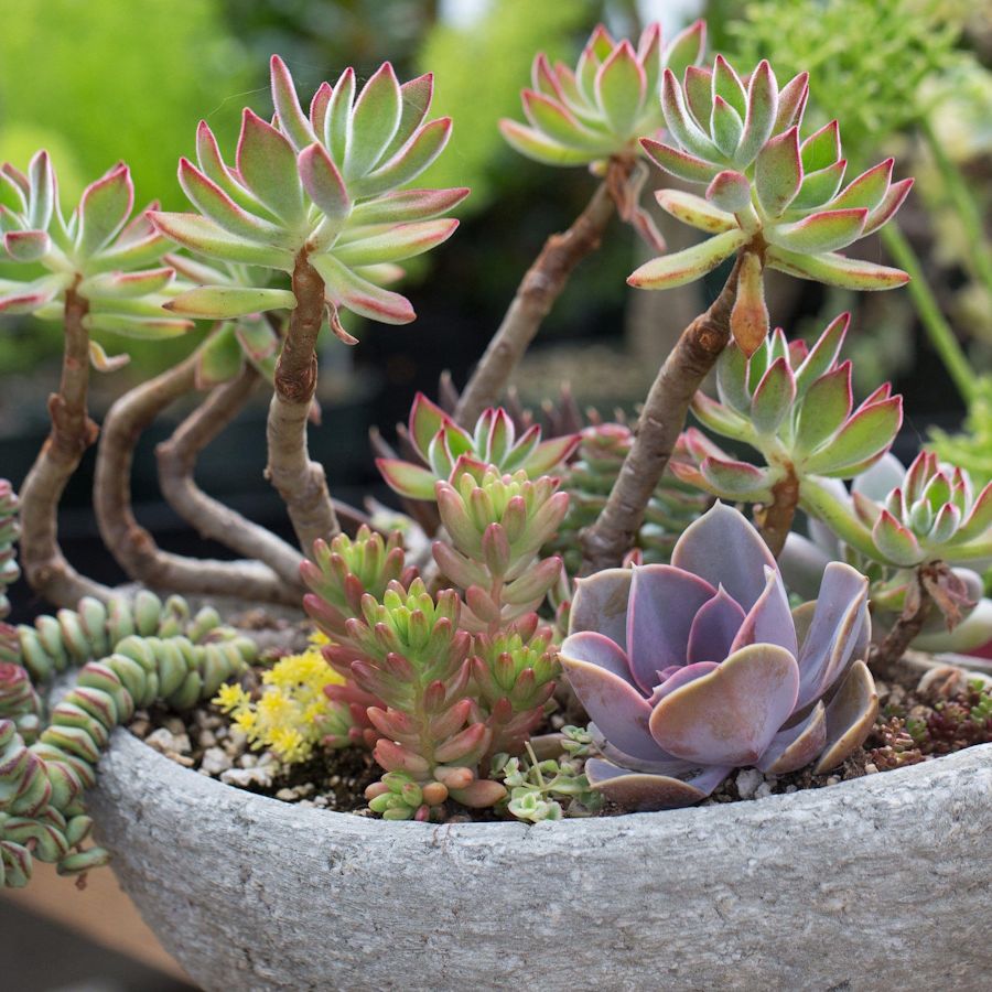5 Statement Succulents for 2026, with Low-Effort Care Tips | Homes and  Gardens