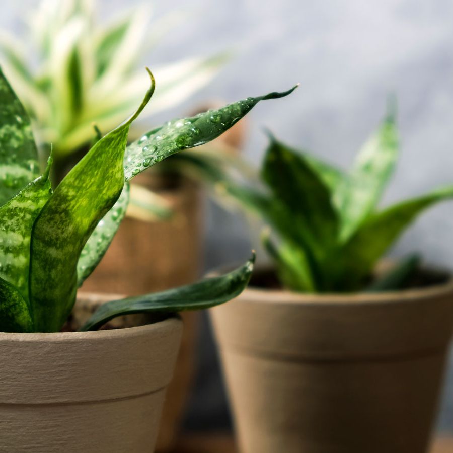 Cute Small Snake Plant Varieties For Your Indoor Space | Gardening Know How