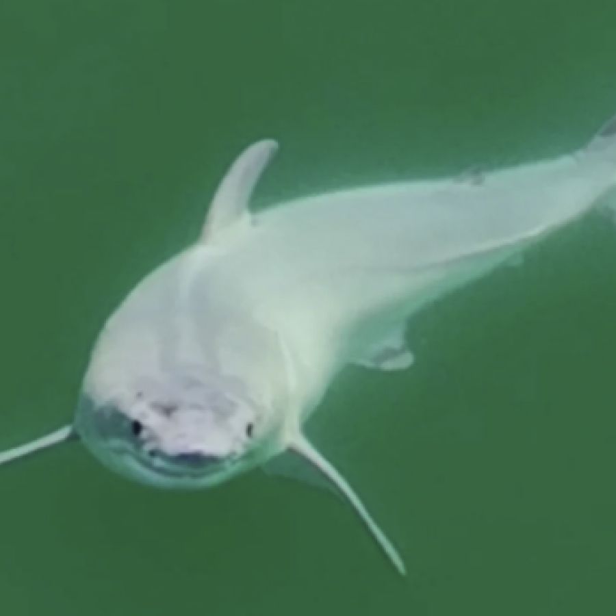 One of the holy grails of shark science': Watch 1st ever footage of baby  great white shark moments after birth | Live Science, image size:900x900