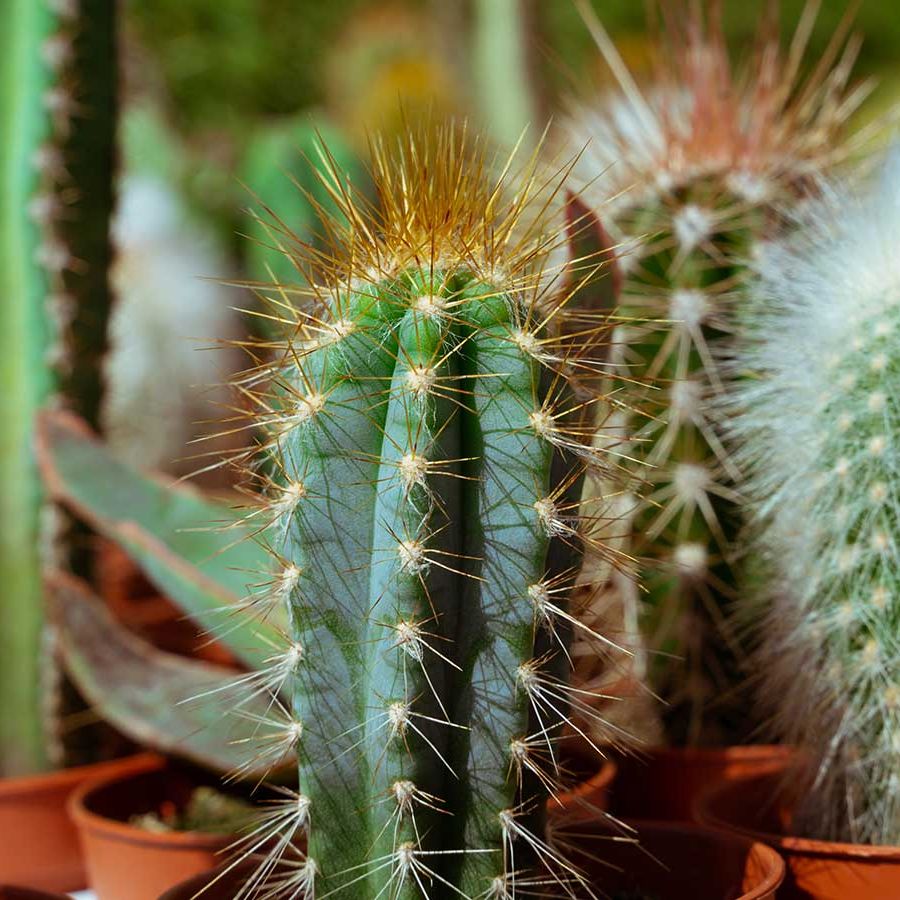 Why is my cactus turning brown? Reasons and solutions | Homes and Gardens