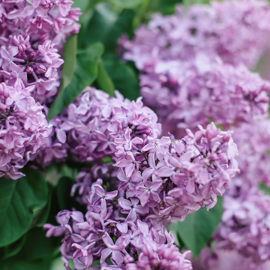 How and when to plant lilac bushes: expert gardening advice | Homes and  Gardens