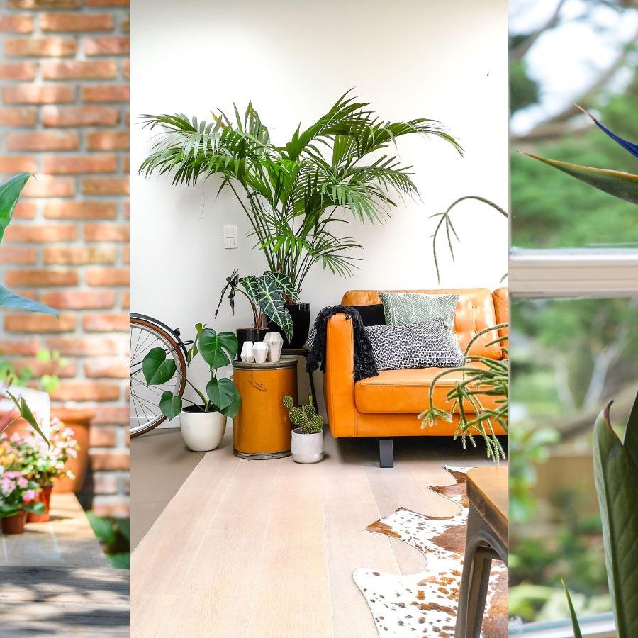 Tropical plants: 10 exotics that grow happily indoors | Homes and Gardens