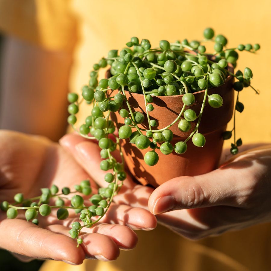 succulent string of pearls Buy String Of Pearls Hanging Succulent Plant Online 4 inch / Watercolor Custom Pot by Succulents Box
