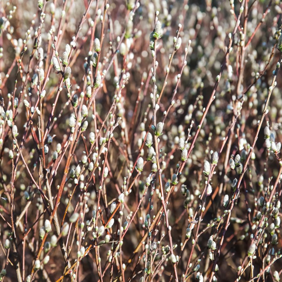 clover plant 4 Luck Green Glow Trifolium (Shamrock Clover) main image 1