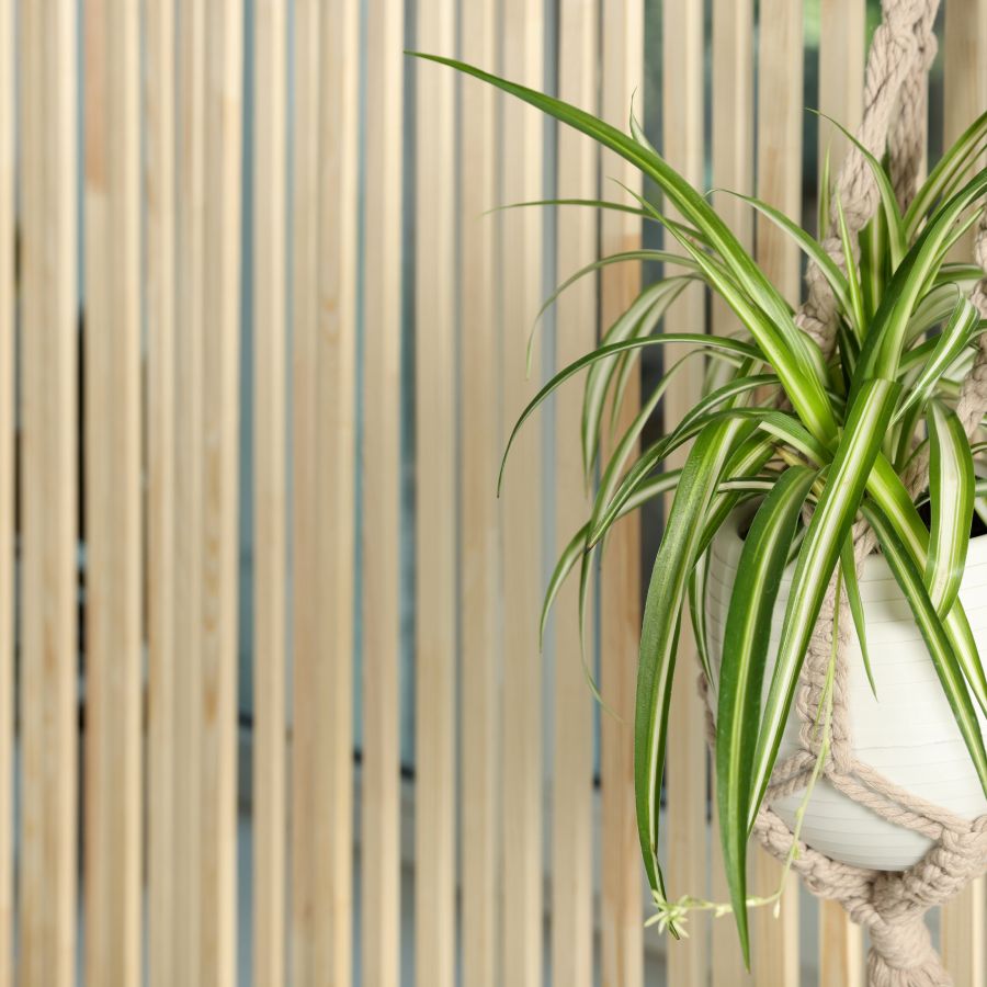 buy indoor plants online Popular Houseplant 6-pack: Easy Plant Variety Pack – Cute & Unique Pla –  Altman Plants main image 0