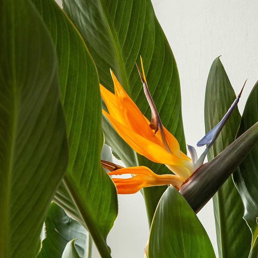 How to prune bird of paradise: expert advice | Homes and Gardens
