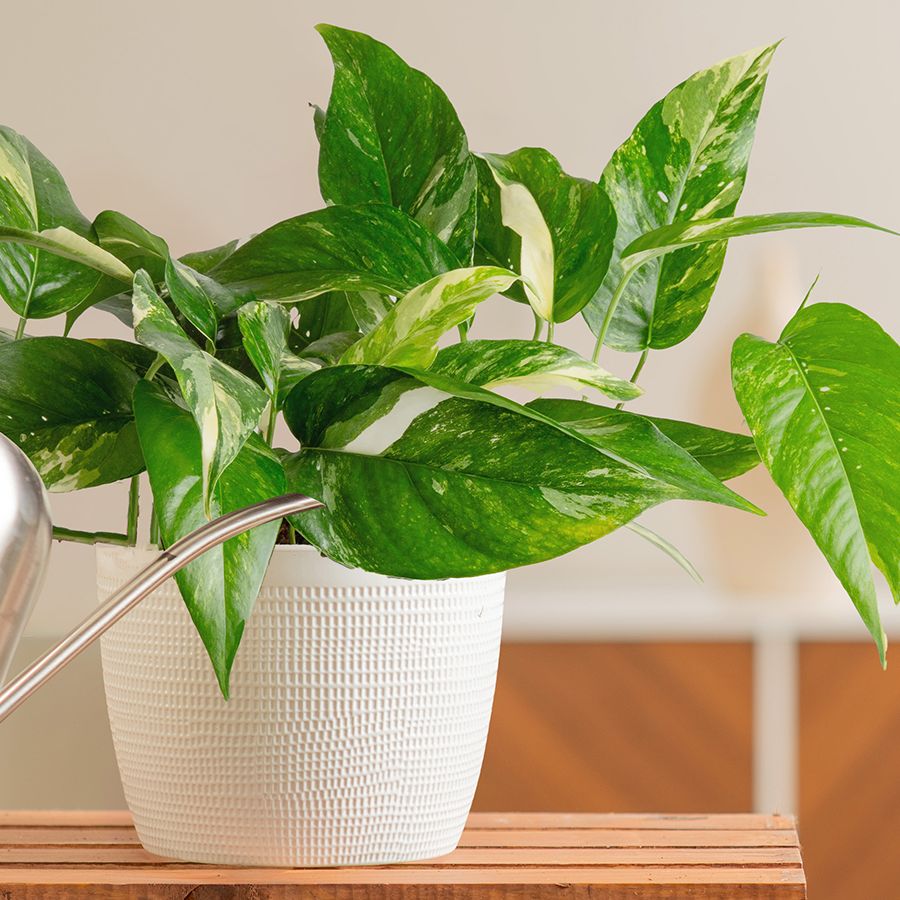 5 Rare Pothos Varieties That Are Simply Stunning | Gardening Know How