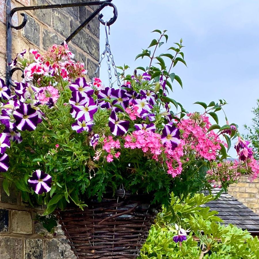These Hanging Basket Plants Thrive on Neglect | Homes and Gardens