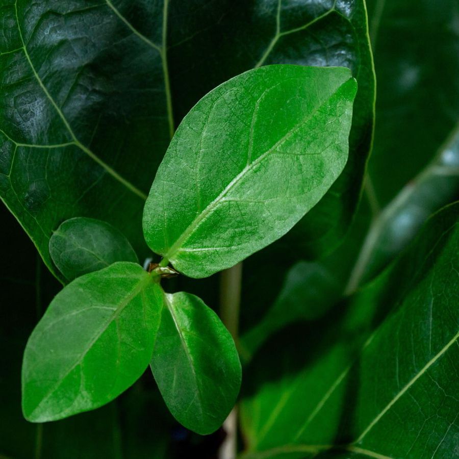 dieffenbachia soil Dieffenbachia, "Sterling"